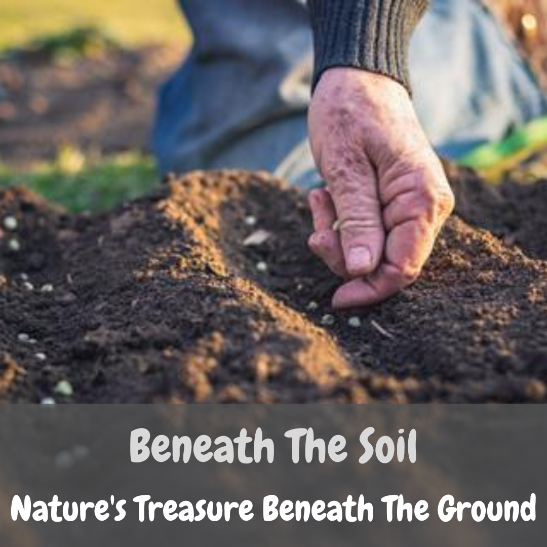 Beneath The Soil – Nature's Shadow