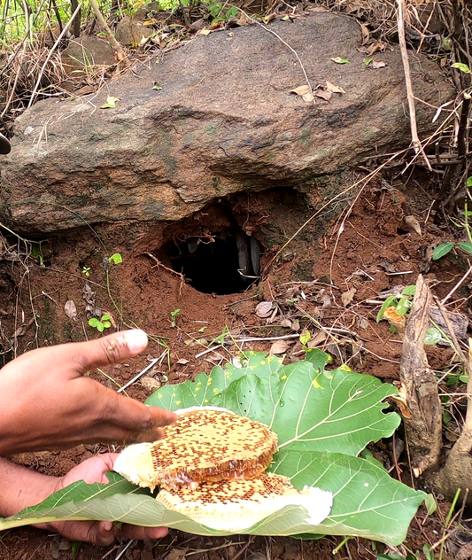 Burrow Honey From The Forests - Pondhu Thaen